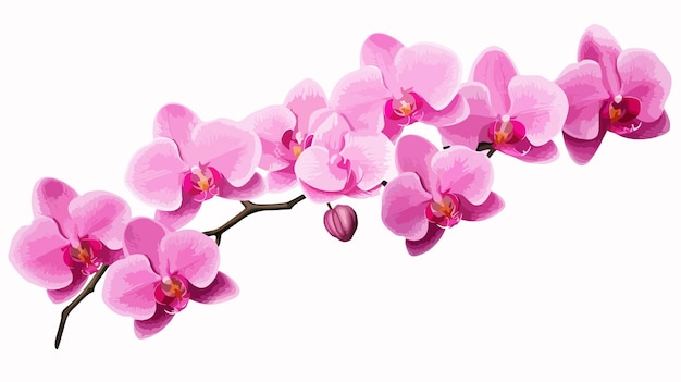 Vector elegant pink phalaenopsis moth orchid branch