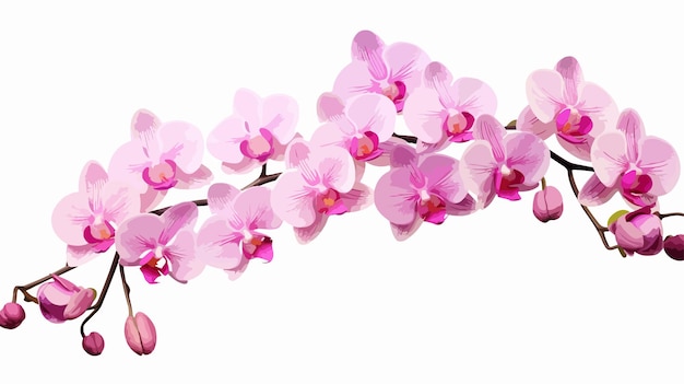 Elegant Pink Phalaenopsis Moth Orchid Branch