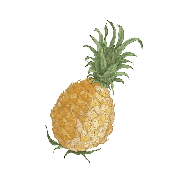 Elegant realistic drawing of whole fresh organic pineapple isolated on white background.