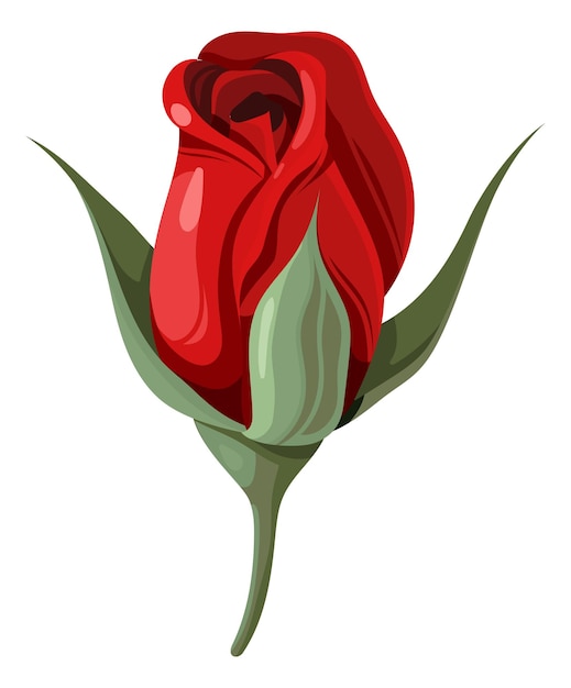 Elegant red rose Flower bud Blooming plant