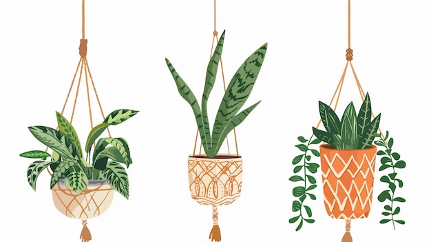 Elegant Snake Plant in Hanging Macrame Planter with Hand Indoor Houseplant Decor