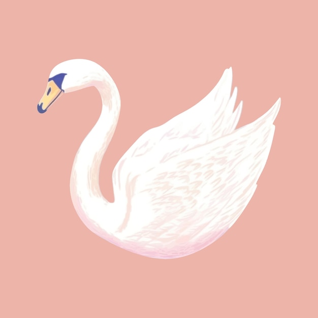 Vector elegant swan illustration on pink