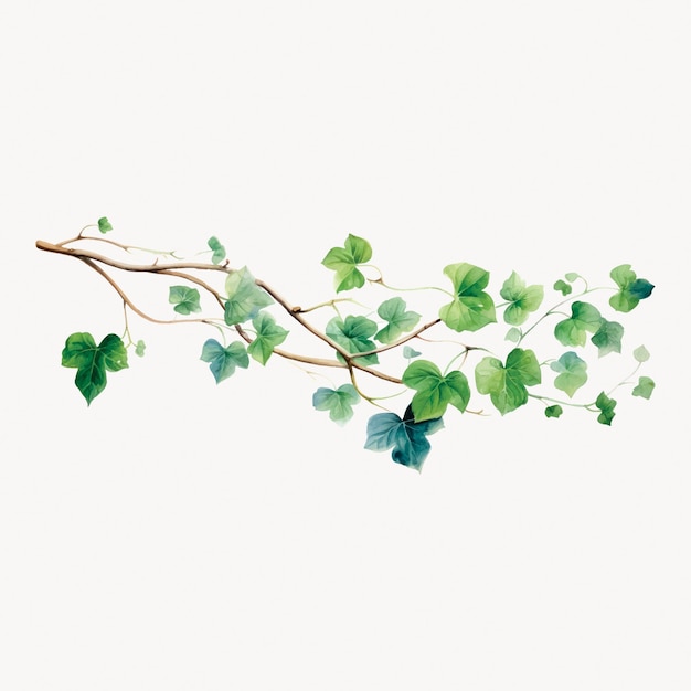 Elegant vine with green leaves