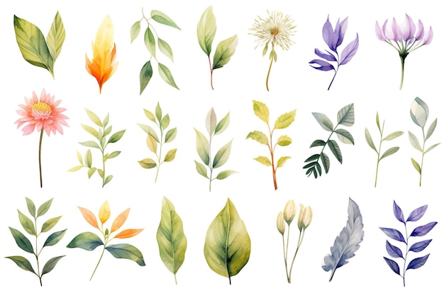 Elegant Watercolor Leaves and Flowers Clipart