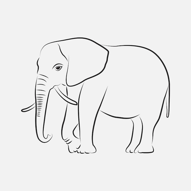 elephant line art  vector template