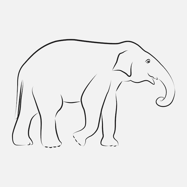 elephant line art  vector template