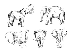 Elephant drawings