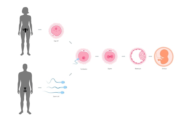 Embryo development diagram