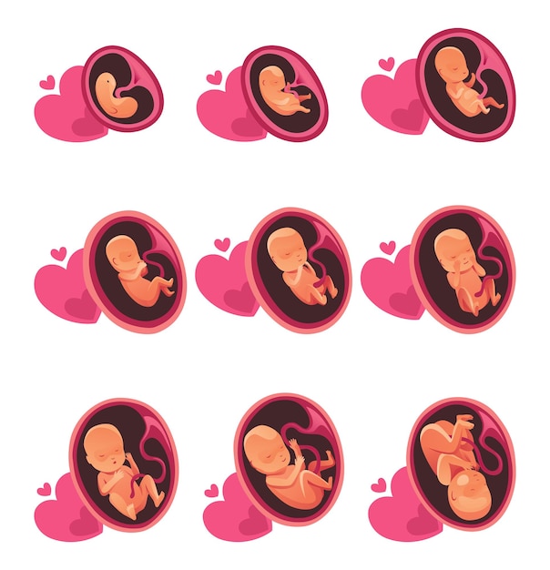 Vector embryo month stage growth fetal development vector flat infographic icons medical illustration of foetus cycle