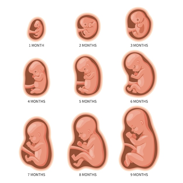 Vector embryo in the womb, set. development and growth of the fetus at different stages of pregnancy