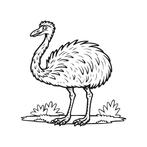 Emu bird coloring pages for coloring book