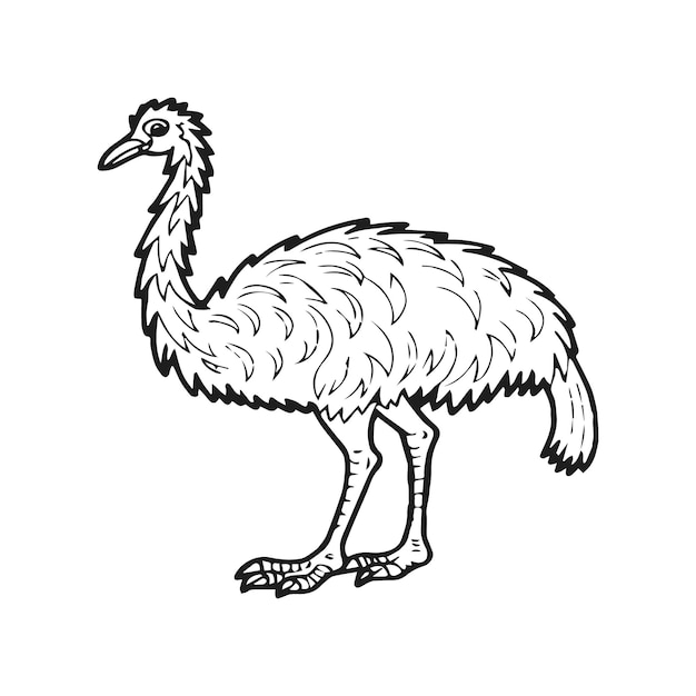 Emu bird coloring pages for coloring book