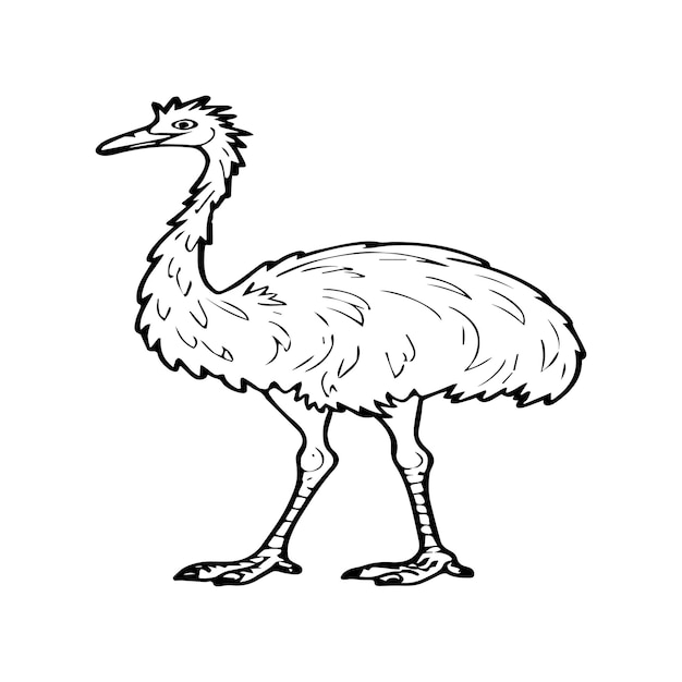 Emu bird coloring pages for coloring book