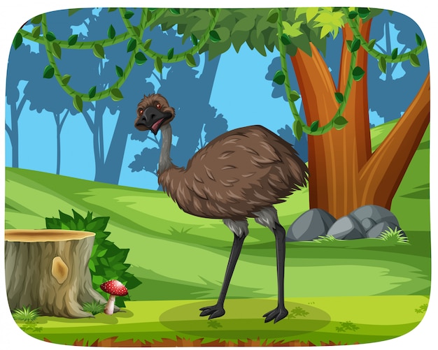 An emu in the forest