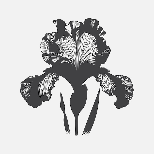 Enchanting Iris Flower Silhouette A Timeless Symbol of Elegance and Beauty