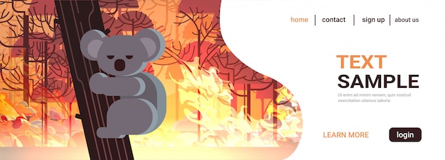 endangered koala bear on tree animals dying in australia wildfire bush fire development dry woods burning trees natural disaster concept intense orange flames horizontal