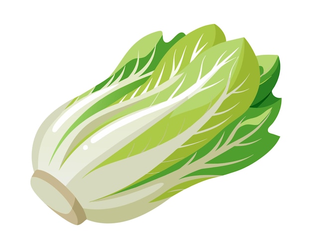 Endive Vegetables flat vector illustration on white background