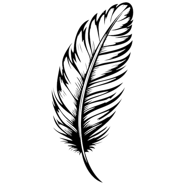 Vector engrave cartoon feather sketches hand drawn line illustration transparent background