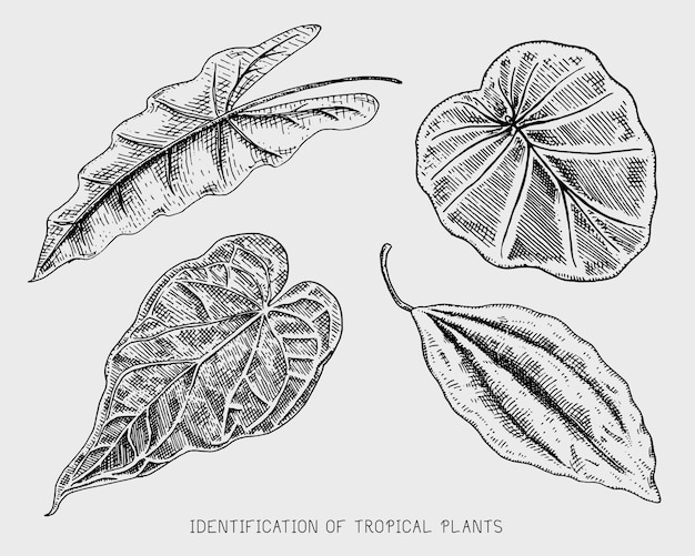 Engraved, hand drawn tropical or exotic leaves , leaf of different vintage looking plants. monstera and fern, palm with banana botany set