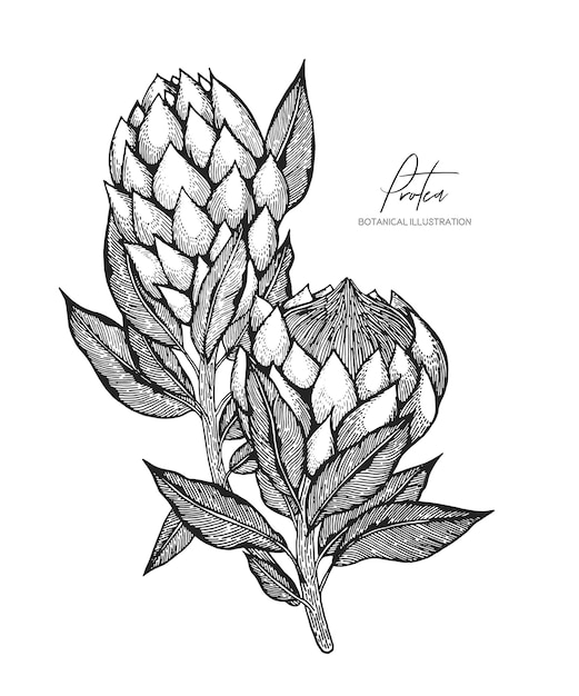 Engraved illustration of protea isolated on white background. Design elements for wedding invitations, greeting cards, wrapping paper, cosmetics packaging, labels, tags, quotes, blogs, posters