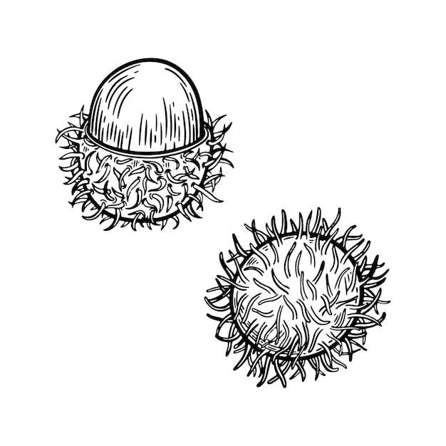 Vector engraved rambutan hand drawn vector illustration