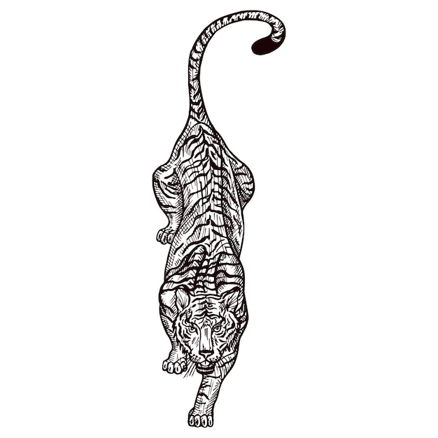 Engraved Tiger hunting in isolated white background Vintage wild animals in hand drawn style