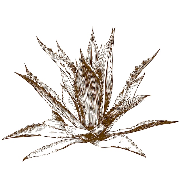 Engraving drawing illustration of agave