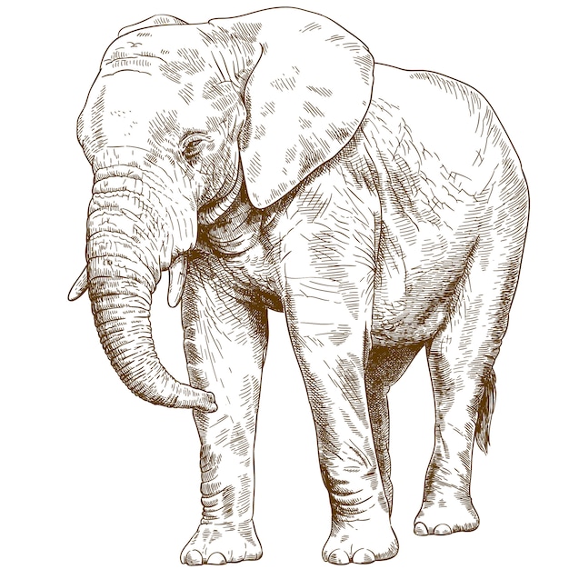 Engraving drawing illustration of big elephant