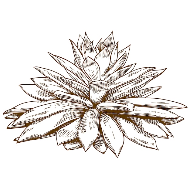 Engraving drawing illustration of echeveria