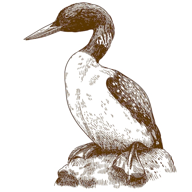 Engraving drawing illustration of great northern loon