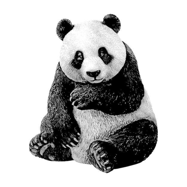 Engraving drawing of Panda vector design