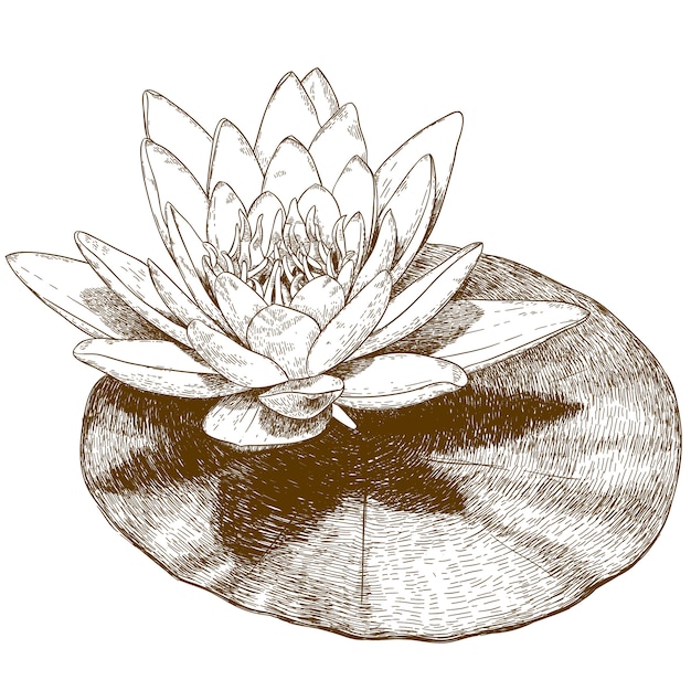 Vector engraving drawing of water lily flower