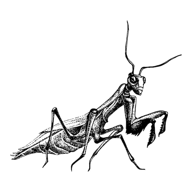 Engraving hand drawn illustration of praying mantis