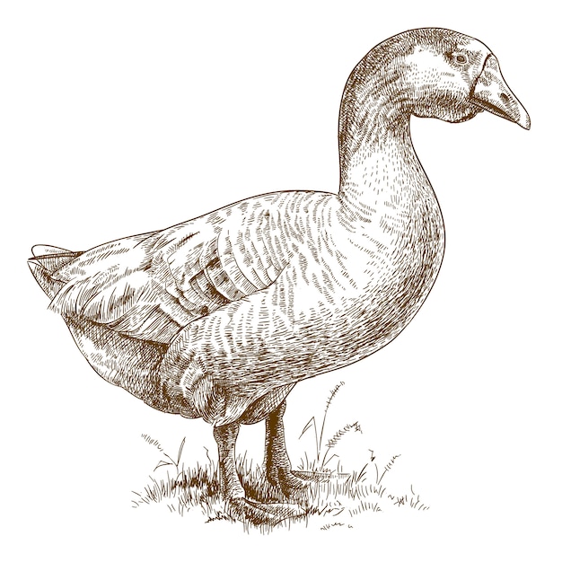 Engraving  illustration of  big goose