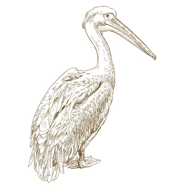 Vector engraving illustration of pelican