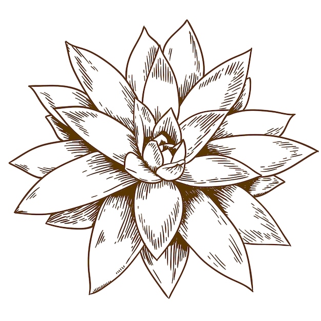 Engraving illustration of succulent echeveria