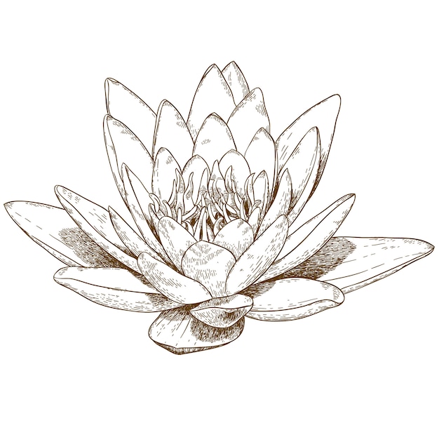 Engraving illustration of water lily flower