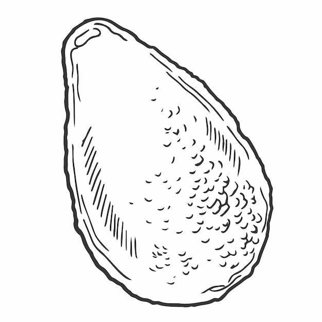 Engraving style avocado with leaf and slice vector illustration