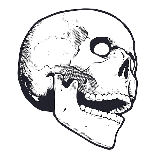 Engraving Style Skull With Open Mouth. Black and white