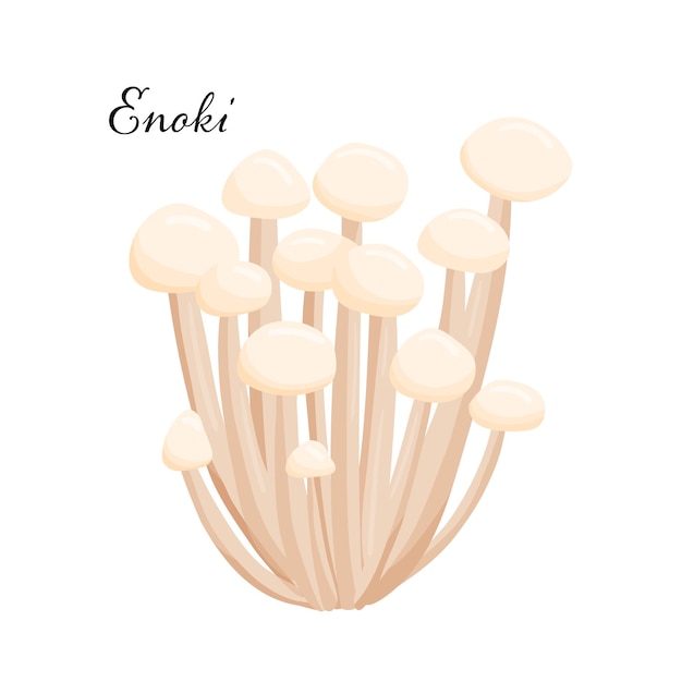 Enoki Mushrooms Flat cartoon vector illustration isolated on white Natural forest product