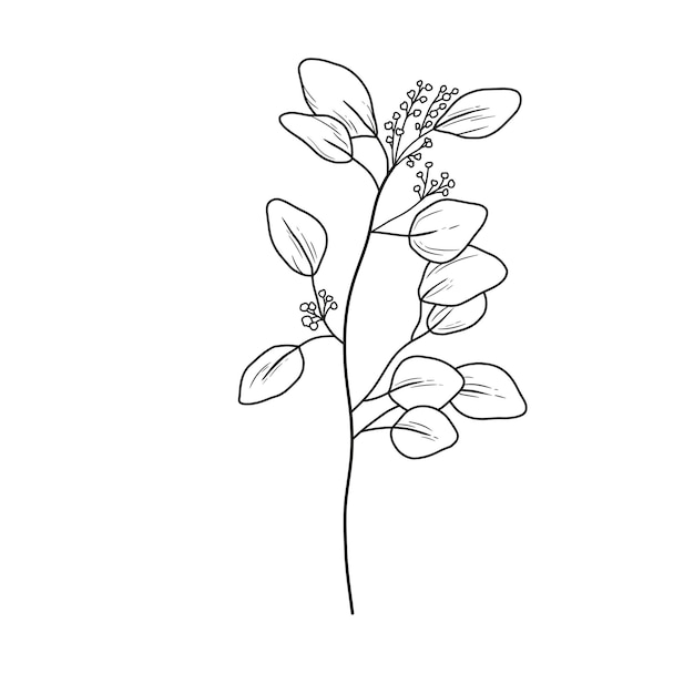 Eucaliptus branch line art drawing Vector outline illustration with leaves isolated on white Botanical plant