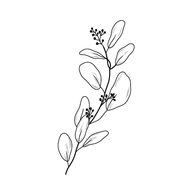 Eucaliptus branch line art drawing Vector outline illustration with leaves isolated on white Botanical plant