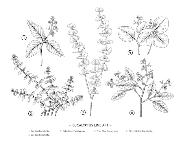 Eucalyptus branch hand drawn botanical illustrations