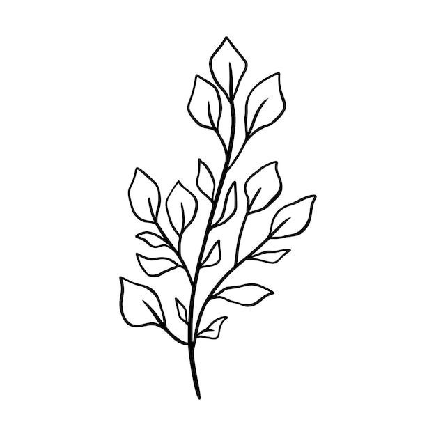 Eucalyptus leaf vector illustration. Floral hand drawn branch, linear element. Boho elegant leaves isolated on white background. Eucalyptus foliage silhouette, line art. Doodle grass icon.