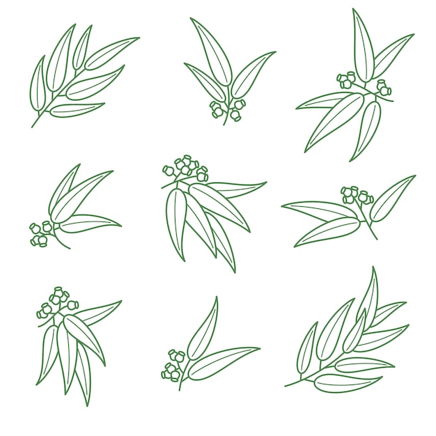 Eucalyptus set Collection icon eucalyptus Vector