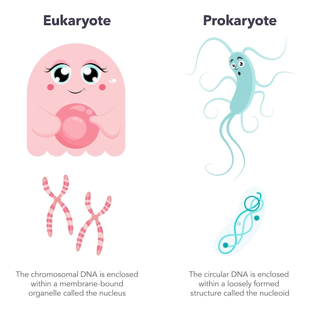 Eukaryotes versus Prokaryotes science vector illustration cartoon infographic