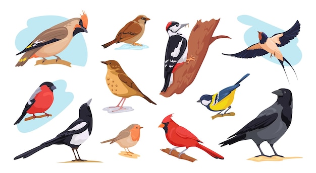 European birds Winter autumn bird species wild or garden birdie with beak birding plumage animal on wood europe woodpecker small tit cardinal blackbird neat vector illustration