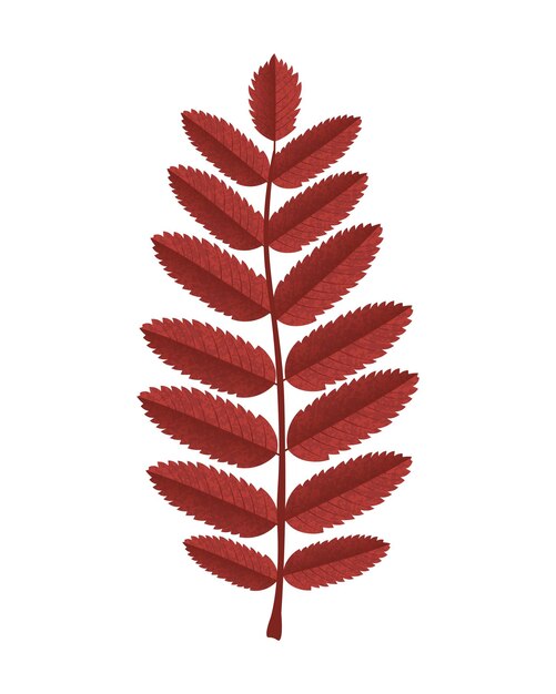 Vector european mountain ash leaves. autumn red leaf. vector illustration, isolated on white background