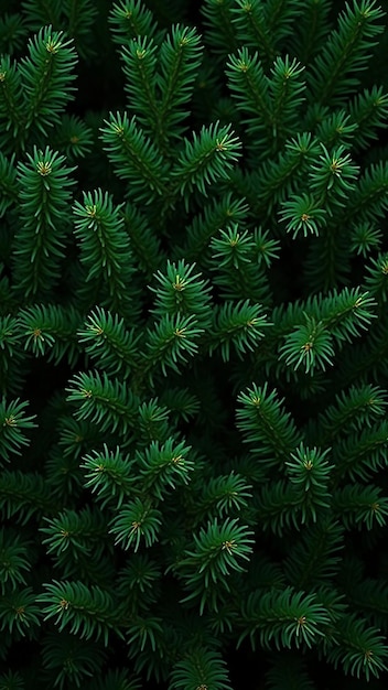 Evergreen Christmas Tree Background