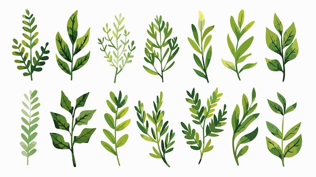 Evergreen Leaves Flat Icon Nature Vector Illustration